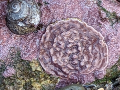Lithothamnion