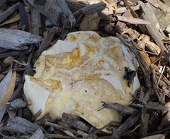 Mycenastrum corium