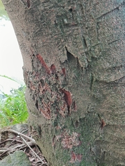 Ficus subpisocarpa