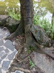 Ficus subpisocarpa