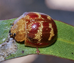 Paropsis mystica