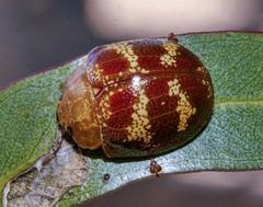 Paropsis mystica