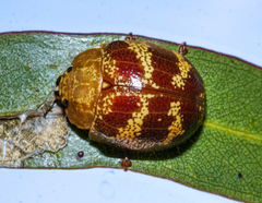 Paropsis mystica
