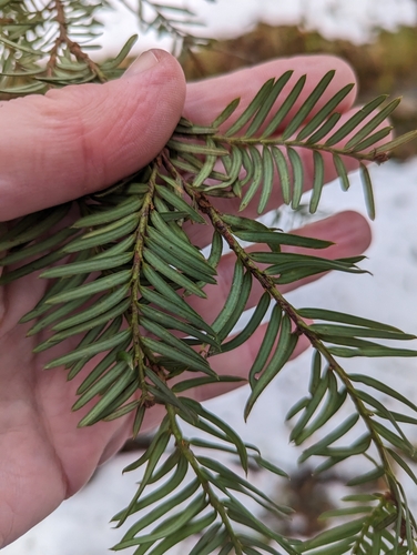 Pacific yew (Taxus brevifolia)