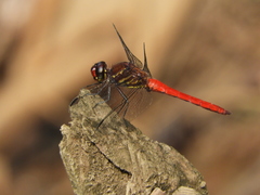 Orthemis schmidti