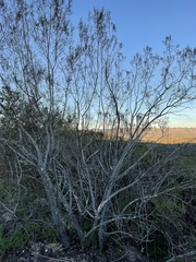 Eriodictyon altissimum