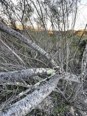 Eriodictyon altissimum