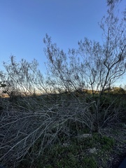 Eriodictyon altissimum