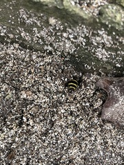 Dielis trifasciata