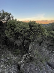 Arctostaphylos pilosula