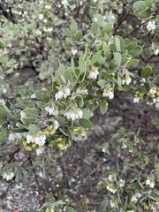 Arctostaphylos pilosula