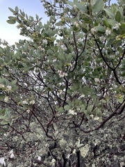 Arctostaphylos pilosula