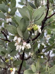 Arctostaphylos pilosula