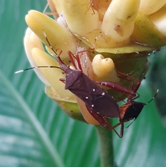 Leptoscelis quadrisignatus