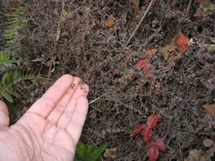 Galium porrigens porrigens