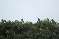 Amazona ochrocephala