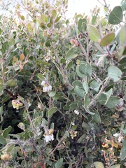 Arctostaphylos pilosula