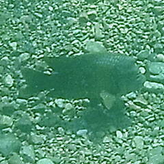 Microspathodon bairdii