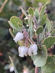 Arctostaphylos pilosula