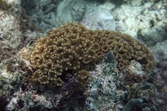 Clavularia