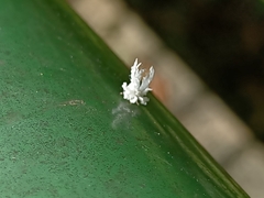 Ricania speculum
