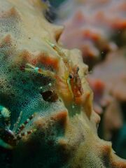 Galathea tanegashimae