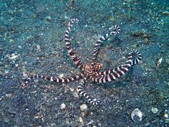 Wunderpus photogenicus