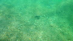 Microspathodon bairdii