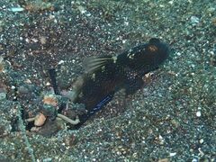 Cryptocentrus fasciatus