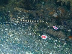 Dunckerocampus dactyliophorus