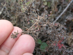 Galium porrigens porrigens