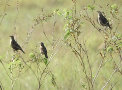 Leistes militaris