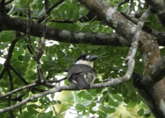 Notharchus macrorhynchos