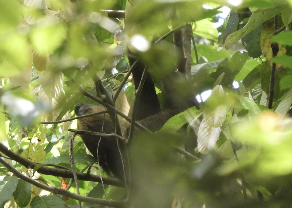 Linnaeus's Two-toed Sloth from Potaro-Siparuni, Guyana on November 5 ...