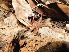 Ancylometes bogotensis