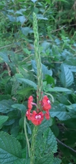 Stachytarpheta