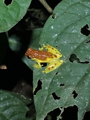 Dendropsophus rhodopeplus