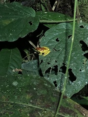 Dendropsophus rhodopeplus