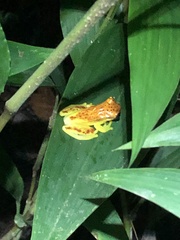Dendropsophus rhodopeplus