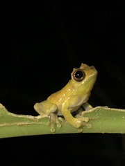 Dendropsophus kamagarini