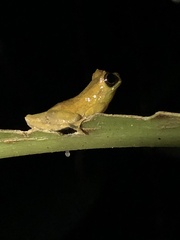 Dendropsophus kamagarini