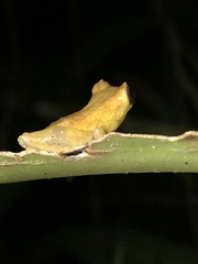 Dendropsophus kamagarini