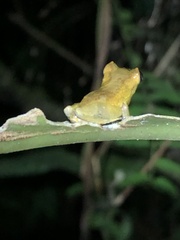 Dendropsophus kamagarini