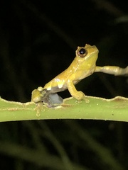 Dendropsophus kamagarini