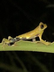Dendropsophus kamagarini