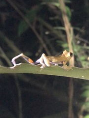 Dendropsophus kamagarini