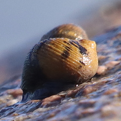 Nerita scabricosta