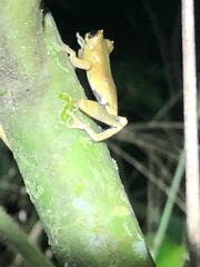 Dendropsophus kamagarini