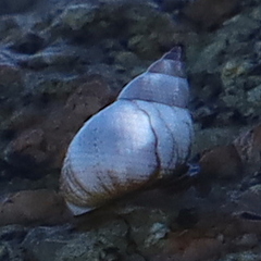 Echinolittorina modesta