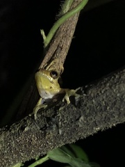 Dendropsophus kamagarini